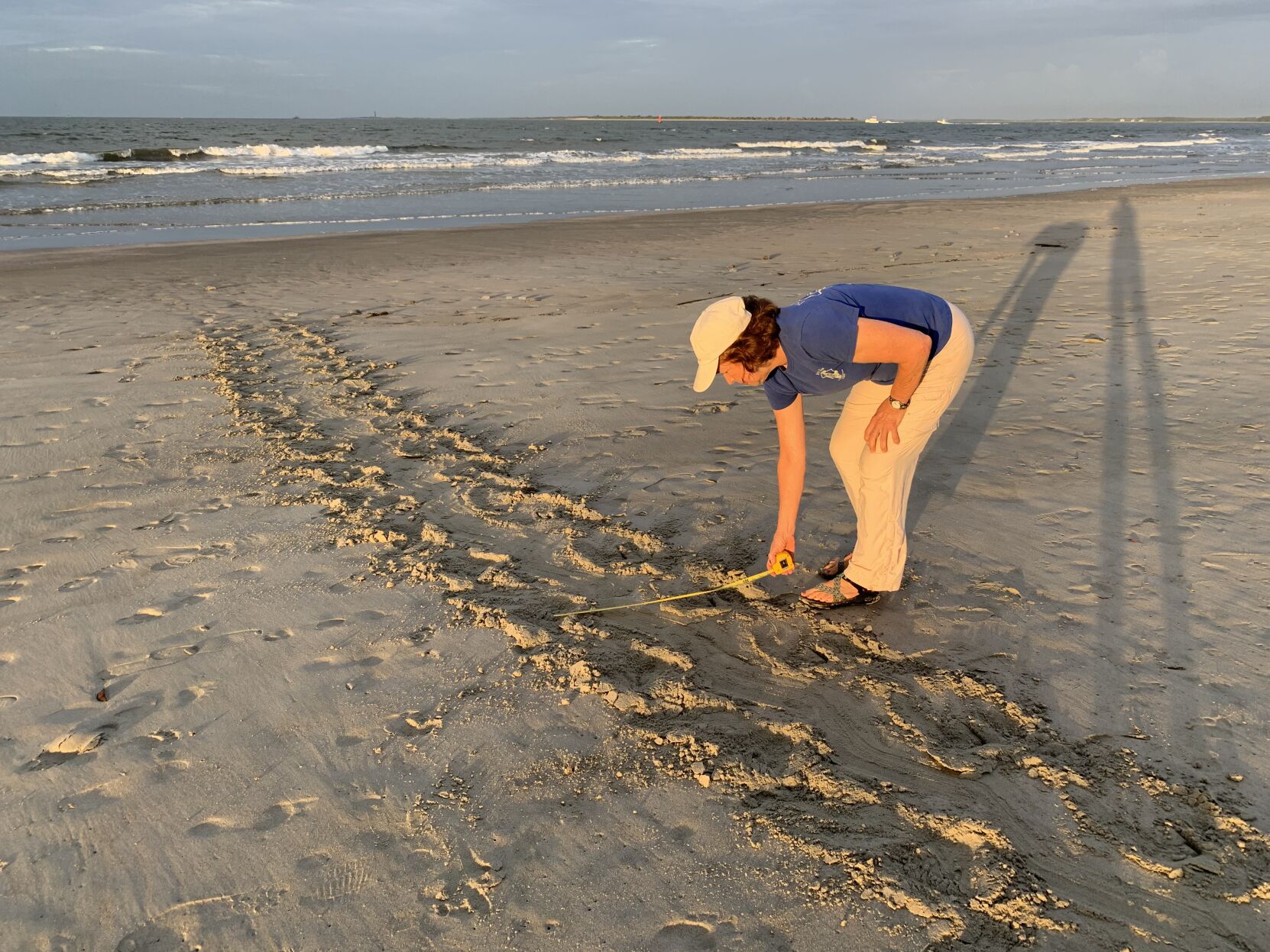 Measuring turtle tracks